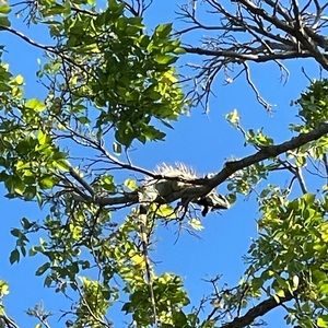 Meet your Posher, Mary ann